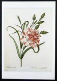 Redoute botanical print CARNATION Oeillet panache, 1990 book plate illustration Carnation