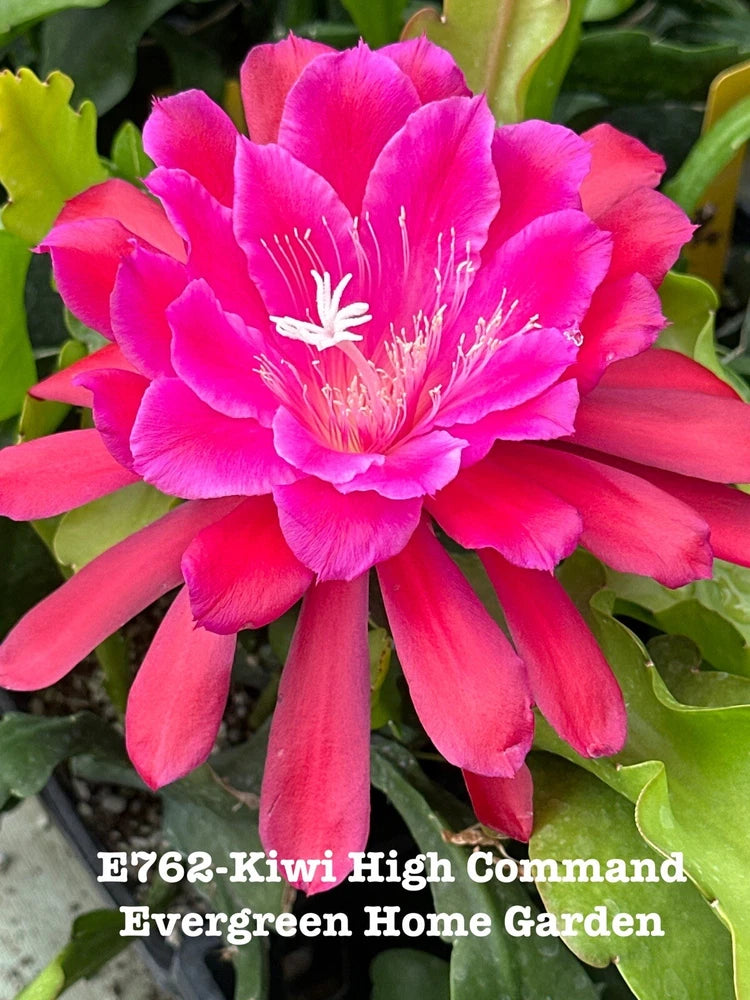 Bright fuchsia epiphyllum orchid cactus flower with white stamens and green leaves