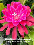 Bright fuchsia epiphyllum orchid cactus flower with white stamens and green leaves