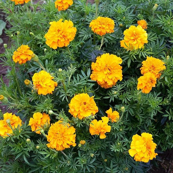 300+ AFRICAN MARIGOLD "CRACKERJACK" SEEDS FRESH FOR YOUR FLOWER POTS AND GARDENS Garden Plants