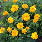 300+ AFRICAN MARIGOLD "CRACKERJACK" SEEDS FRESH FOR YOUR FLOWER POTS AND GARDENS Garden Plants