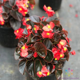 25+ Cocktail Vodka Begonia Seeds for Garden Planting - USA - FREE SHIPPING! Garden Plants
