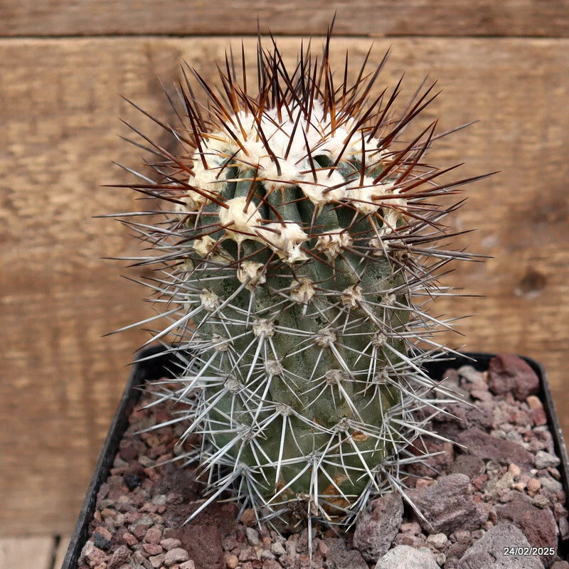 D3772 COPIAPOA COQUIMBANA pot14-H14-W7 cm MaMa cactus Green Plant