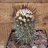 D3772 COPIAPOA COQUIMBANA pot14-H14-W7 cm MaMa cactus Green Plant