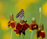 500 MEXICAN HAT Ratibida Columnaris Columnifera Red & Yellow Native Flower Seeds Flowering Plants