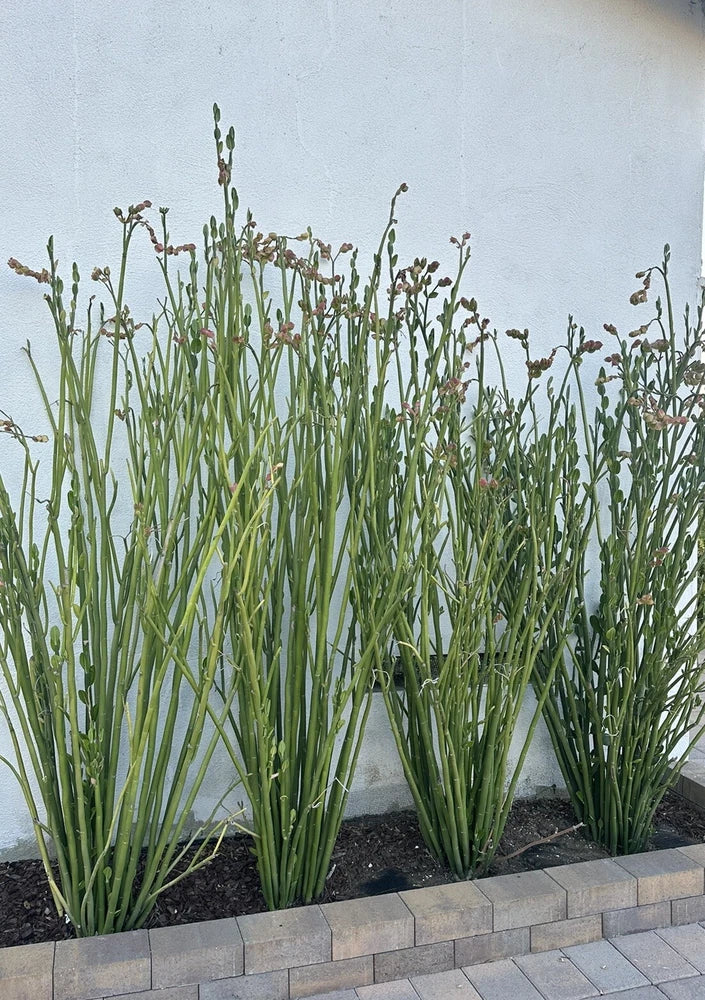 Live tall lady slipper succulent cuttings with slender green shoots in a planter