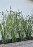 Live Tall Lady Slipper (Pedilanthus) Succulent Cuttings - Easy Root - (5 Stems) Orchids