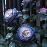 20pcs "FALL IN LOVE" Rose Seeds Fast Germination, Easy Care, Perfect for Garden Garden Plants