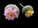 Artificial mini blooming barrel cactus.  TWO pieces Flowering Plants