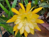 Going Bananas Epiphyllum Unrooted Cuttings - 8 to 10 inches long Orchids