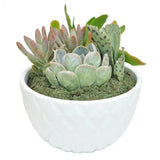 6 In. Cacti and Succulent Garden in Upgrade Pot Garden Plants
