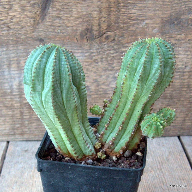 D6492 EUPHORBIA INFAUSTA pot9-H13-W14 cm MaMa Cactus Green Plant