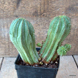 D6492 EUPHORBIA INFAUSTA pot9-H13-W14 cm MaMa Cactus Green Plant