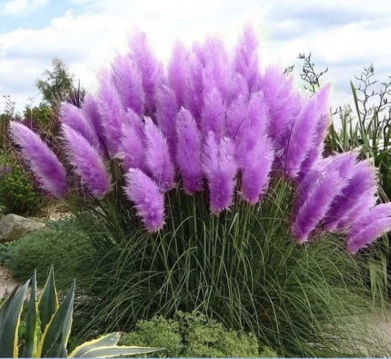 Purple Pampas Grass 4 Plugs Green Plant
