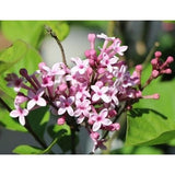 Josee Lilac Live Plant Reblooming Compact Flowering Shrub Garden Plants