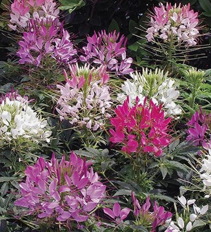 200+ SEEDS CLEOME Hassleriana  MIXED COLORS Spider Plant FALL PLANTING Garden Plants