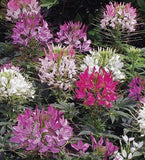 200+ SEEDS CLEOME Hassleriana  MIXED COLORS Spider Plant FALL PLANTING Garden Plants