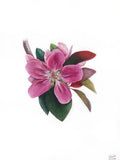 Floral original painting, home decor hand painted realistic crab apple blossom Carnation