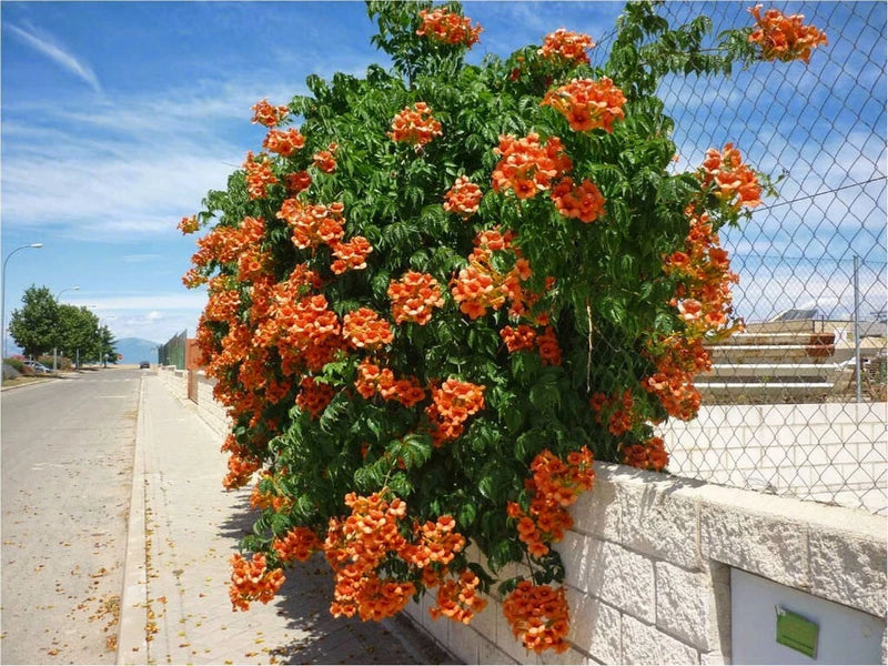 Trumpet vine starter plant with dense green leaves and clusters of orange trumpet flowers