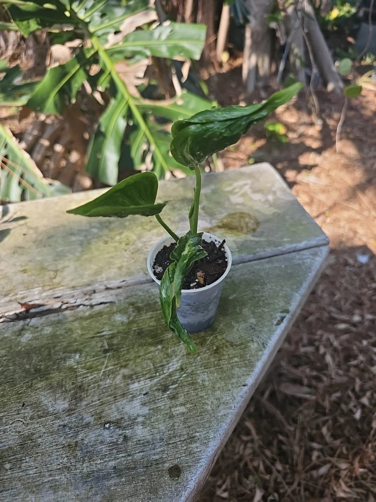 Shangri La Pothos Live Plant In 3" Pot ~Epipremnum Aureum Flowering Plants