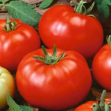 50+ Seeds Beefsteak Tomato Large Juicy Easy to Grow Vegetable Garden Planting Garden Plants