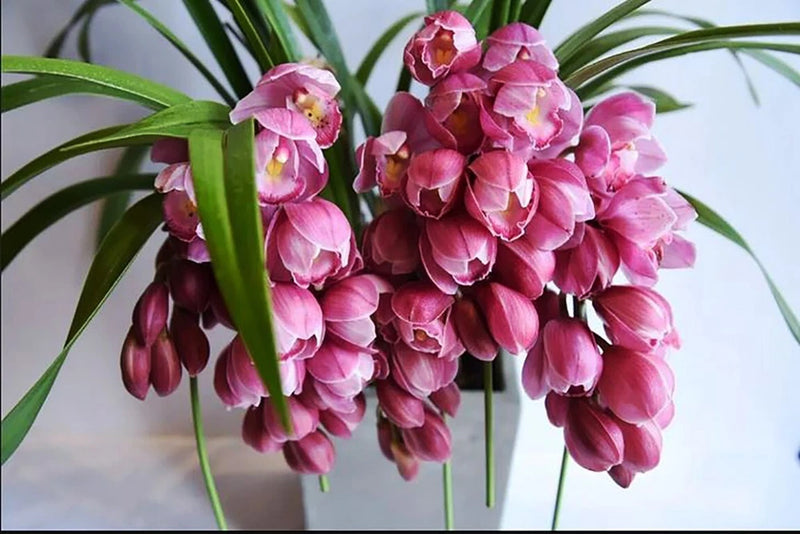 Pink and magenta cymbidium orchid plant with clustered blooms and long green leaves