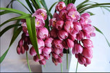 Cymbidium sp. ____  "___(Ruby)",bloom size 5+ pseudobulbs, just arrived Orchids