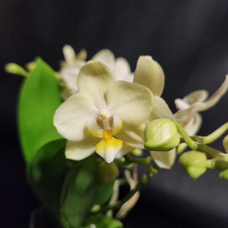 Light yellow orchid blooms with green stems and buds