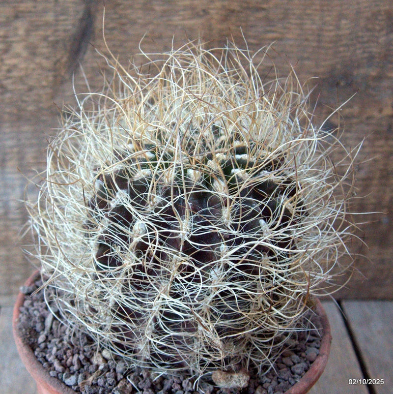 D6806 NEOPORTERIA NIDUS SENILIS pot15-H12-W11 cm MaMa Cactus Green Plant