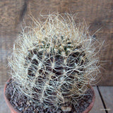 D6806 NEOPORTERIA NIDUS SENILIS pot15-H12-W11 cm MaMa Cactus Green Plant