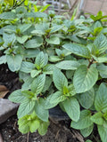 FIVE  Chocolate Mint  Plants (4-6") - Mentha Fragrant Perennial Herb Green Plant