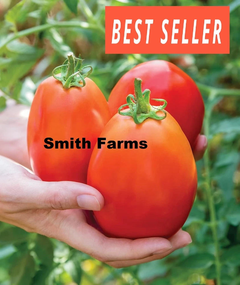 50+ Seeds Gladiator Tomato Juicy Easy to Grow Vegetable Garden Planting Garden Plants