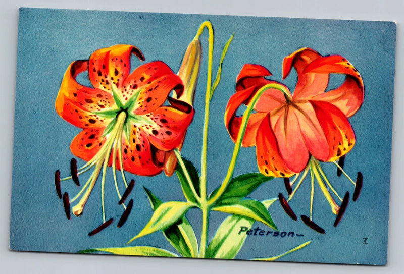 Turk's Cap Lily Lilys in Bloom Flowers -Peterson- Vintage Postcard Lily