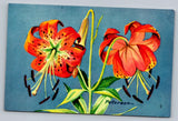 Turk's Cap Lily Lilys in Bloom Flowers -Peterson- Vintage Postcard Lily