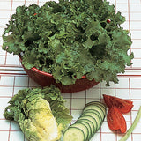 Green Ice Loose Leaf Lettuce 500 - 5000 Seeds crisp & savoyed leaves 50 days! Green Plant