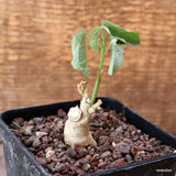 D4684 ADENIA LANCEOLATA SSP. SCHEFFLERI pot8-H4-W2 cm MaMa Cactus Green Plant
