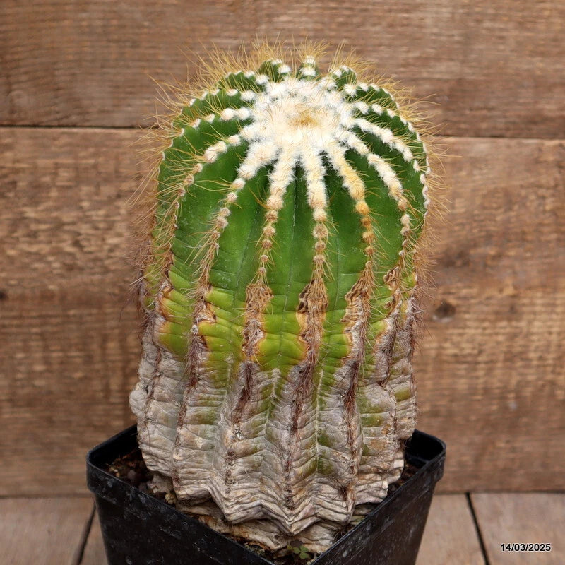 Potted green cactus with white spines and ribbed body in black square planter