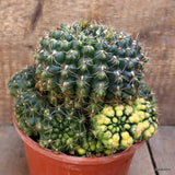 D3863 GYMNOCALYCIUM BALDIANUM VARIEGATED pot16-H15-W19 cm MaMa Cactus Green Plant