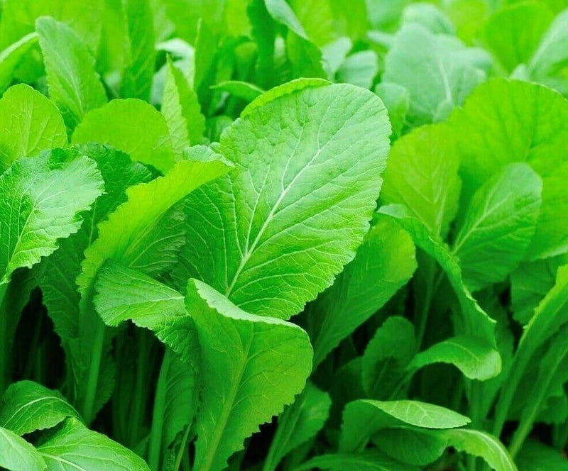 MUSTARD SEEDS 500+ TENDERGREEN healthy GARDEN greens LEAFY salads FREE SHIPPING Garden Plants