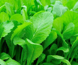 MUSTARD SEEDS 500+ TENDERGREEN healthy GARDEN greens LEAFY salads FREE SHIPPING Garden Plants