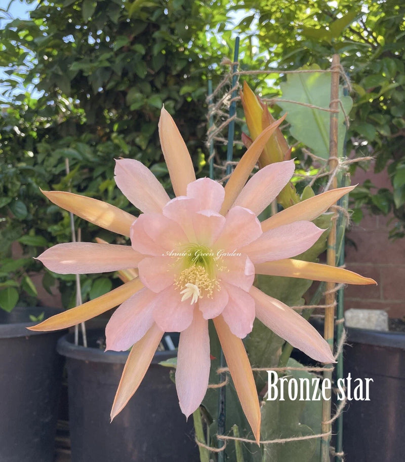 Epiphyllum orchid flower with pink and bronze star-shaped petals