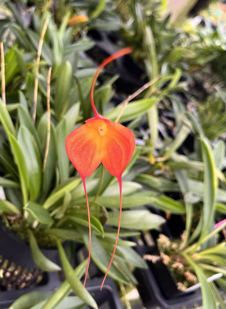 Masdevallia Division Cheryl Shohan ÔJ.A.P. Õ AM/AOS 3.5Ó Net Pot Orchids