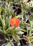 Masdevallia Division Cheryl Shohan ÔJ.A.P. Õ AM/AOS 3.5Ó Net Pot Orchids
