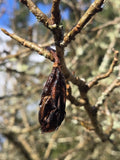 (50) Southern Grandiflora Magnolia Decaying Cones/Pods For Reptiles, Isopods Dried Flower