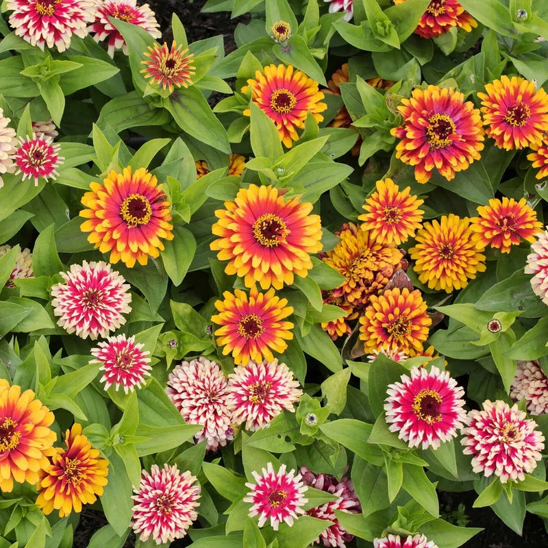 100+ Swizzle Mix Zinnia Seeds for Garden Planting - USA - FREE SHIPPING! Garden Plants