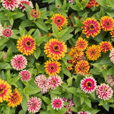 100+ Swizzle Mix Zinnia Seeds for Garden Planting - USA - FREE SHIPPING! Garden Plants
