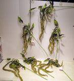 NWT 6 Long Stems Silk Greenery Artificial Fake Faux Plant 40" Long Tassel Runner Green Plant