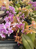 Orchid Plant  Phal  mini surp color 2 in pot w buds or blooms Orchids