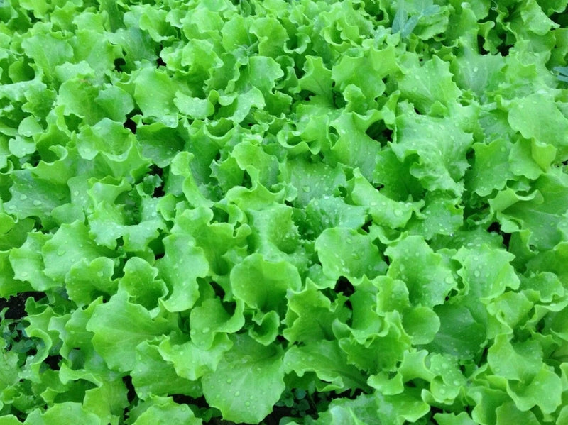 GRAND RAPIDS LETTUCE SEEDS 1000+ healthy GARDEN LEAFY greens SALAD FREE SHIPPING Garden Plants