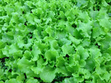GRAND RAPIDS LETTUCE SEEDS 1000+ healthy GARDEN LEAFY greens SALAD FREE SHIPPING Garden Plants